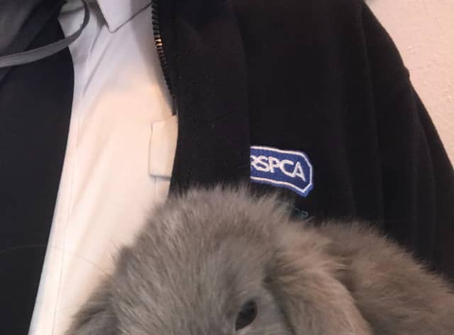 Rabbits can live a long time Credit: RSPCA