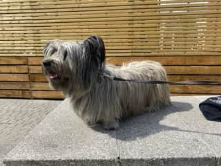 Helen Birkmyre’s Skye Terrier Ronnie