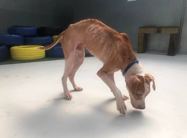 Poor Murphy was skeletal when he was rescued by the RSPCA