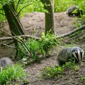 A wildlife conservation group says not enough is being done to protect Greater Manchester’s badgers