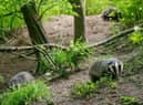 A wildlife conservation group says not enough is being done to protect Greater Manchester’s badgers