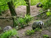 A wildlife conservation group says not enough is being done to protect Greater Manchester’s badgers