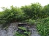 Bolton identified as national hotspot for Japanese knotweed - how to spot the plant and what to do about it