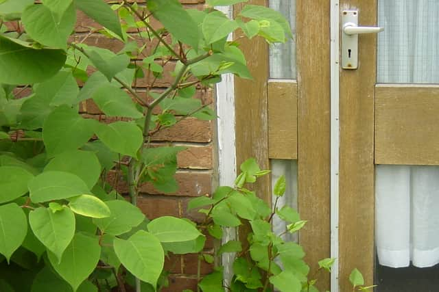 Japanese knotweed