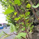 Japanese knotweed growing on a wall