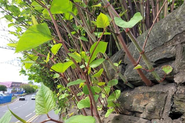 Japanese knotweed growing on a wall