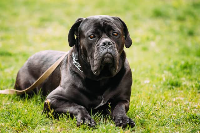 Cane corso clearance aggressive breed list