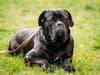 Daniel Twigg: what happened to Rochdale boy, 3, killed by dog, what is Cane Corso breed, is it banned in UK?
