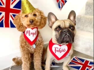 Even dogs can get into the spirit of the Platinum Jubilee