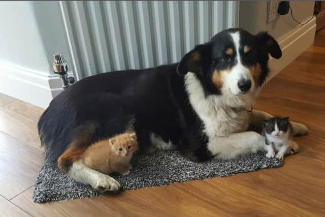 Gypsy with some of her foster kittens