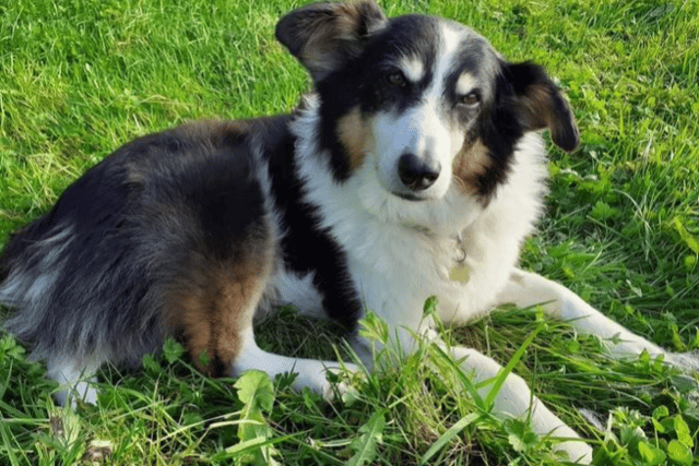 Gypsy has been nominated for a Pets Now award