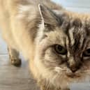 Chubbs the cat was found in Wigan Credit: Donna Gallacher / SWNS