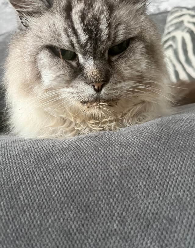 Chubbs the cat. Credit: Donna Gallacher / SWNS