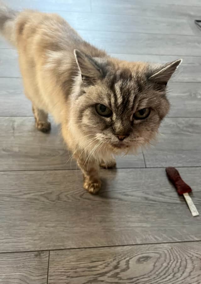 Chubbs the cat Credit: Donna Gallacher / SWNS