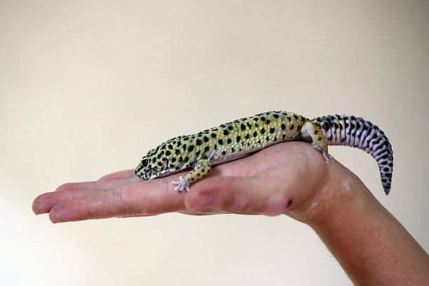 Reptiles and exotic pets need specialised equipment which can become expensive (Pic: Getty)