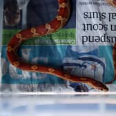 RSPCA are worried about an increase in exotic pet abandonment rates from cost of living crisis (Pic:Getty)