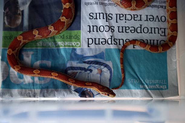 <p>RSPCA are worried about an increase in exotic pet abandonment rates from cost of living crisis (Pic:Getty)</p>