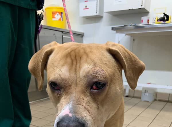 Tia is one of the animal cruelty cases seen in Greater Manchester (Pic: RSPCA)