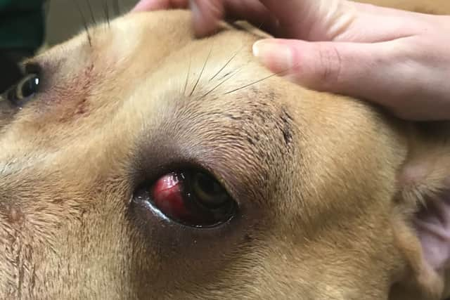 Tia had bloodshot eyes and cuts after being hit and kicked (Pic: RSPCA)