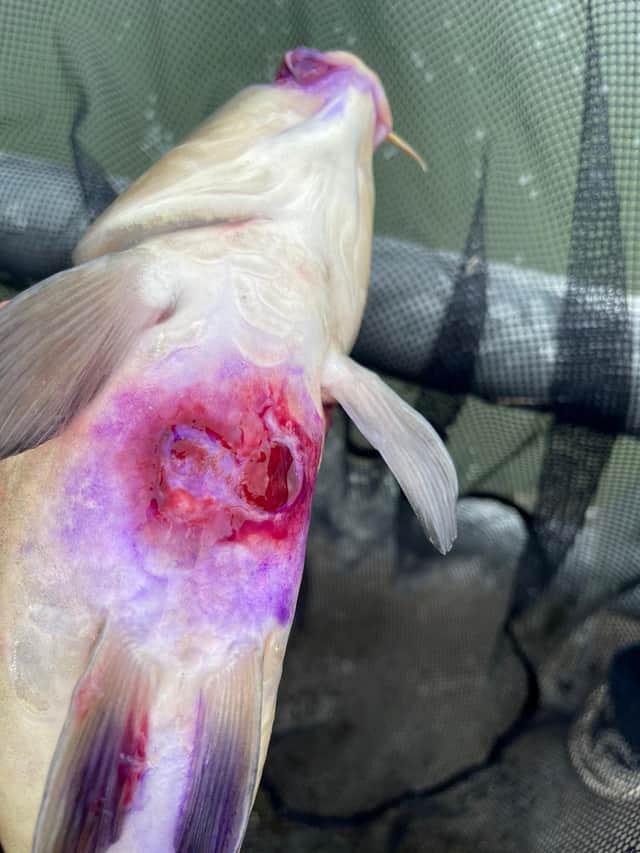 A fishing club has warned visitors not to throw food into their lakes Credit: Colin Bradshaw / SWNS