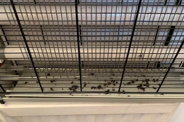 Numerous dead flies in Emma Martin’s home Credit: via LDRS