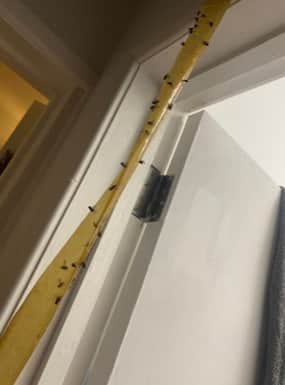 Flies in Emma Martin’s Salford home Credit: LDRS