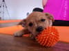Puppy yoga classes in Manchester are a hit with dog lovers at new Paw Yoga city centre sessions