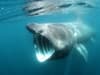 The types of sharks you can find in UK waters - full list and how dangerous they are