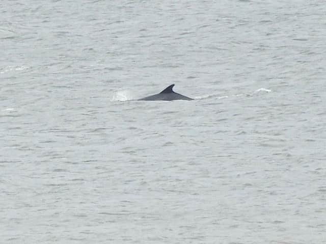 Bottlenose dolphins off the Sefton coast. Image: Green Sefton