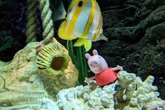 The copperband butterfly fish has taken a shine to the popular cartoon pig. Credit: Sea Life Manchester