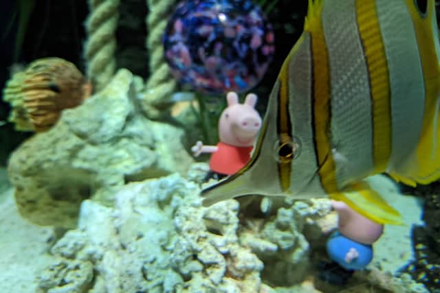 The copperband butterfly fish circles its new tank mate. Credit: Sea Life, Manchester