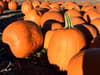 Pumpkin picking Manchester: 8 best pumpkin patches near me for October 2022