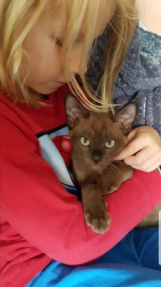 John Barlow’s son, Joey, with his new cat, which the family picked up after the crash. Credit: swns