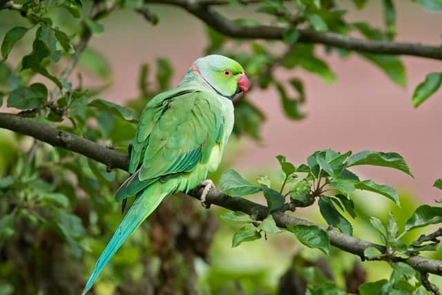 A ring-necked parakeet spotted in Prestwich by Ivan Ellison. He first noticed them in 2015,  now he says they’re seen every day in Heaton Park. Credit: Ivan Ellison