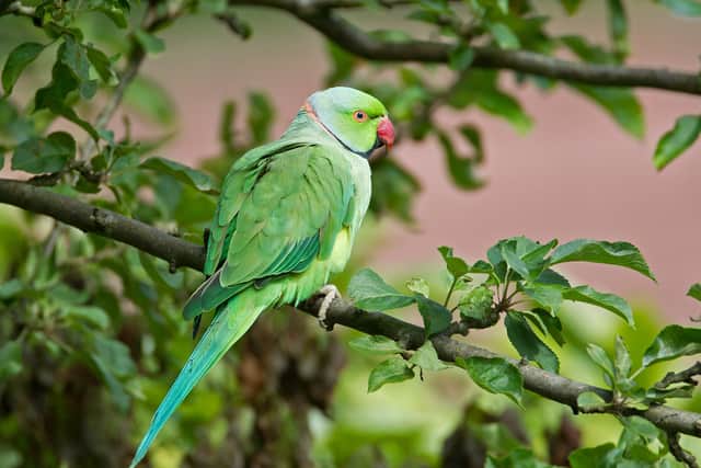 A ring-necked parakeet spotted in Prestwich by Ivan Ellison. He first noticed them in 2015, now he says they’re seen every day in Heaton Park. Credit: Ivan Ellison