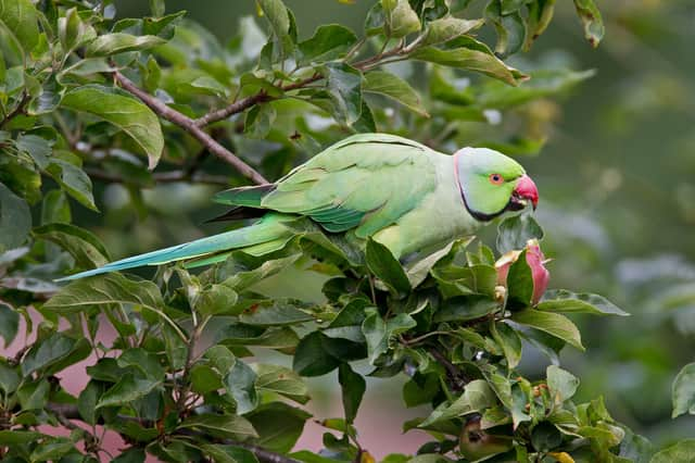 A wild parakeet spotted in Prestwich. Credit: Ivan Ellison