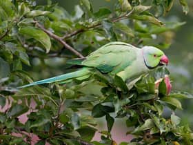 A wild parakeet spotted in Prestwich. Credit: Ivan Ellison