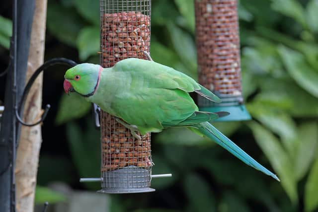 A ring-necked parakeet at a garden bird-feeder in Prestwich. Credit: Ivan Ellison