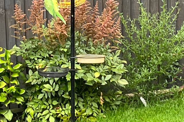 A parakeet visits a garden in Gatley. Credit: Mike Crawley