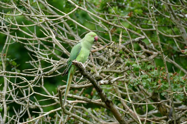 A parakeet in Mike Crawley’s garden in Gatley. He says the most he’s ever seen at one time is six. Credit: Mike Crawley