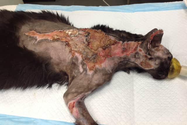 Shadow the cat’s severe burns Credit:  RSPCA / SWNS.COM