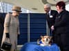 Queen’s Corgis: What will happen to them, is Prince Andrew & Sarah Ferguson taking them, what are their names?