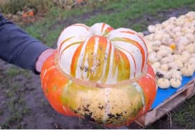 Dunham Pumpkin Patch in Greater Manchester is open for Halloween 2022
