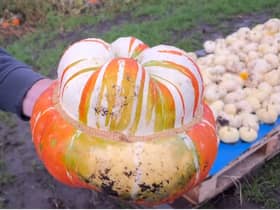 Dunham Pumpkin Patch in Greater Manchester is open for Halloween 2022