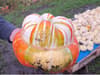 Dunham Pumpkin Patch on its Instagram-friendly pumpkin picking season this Halloween