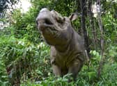 The Sumatran rhino has been battling extinction for nearly a million years, with problems beginning in the last Ice Age. 