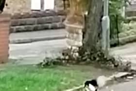 This is the moment a 'brave' brown rat took on two magpies in a Stoke-on-Trent street battle. 