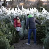 8 places to buy a real tree in Manchester this Christmas