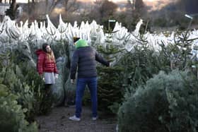 8 places to buy a real tree in Manchester this Christmas