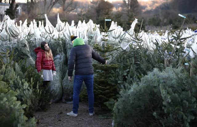 8 places to buy a real tree in Manchester this Christmas
